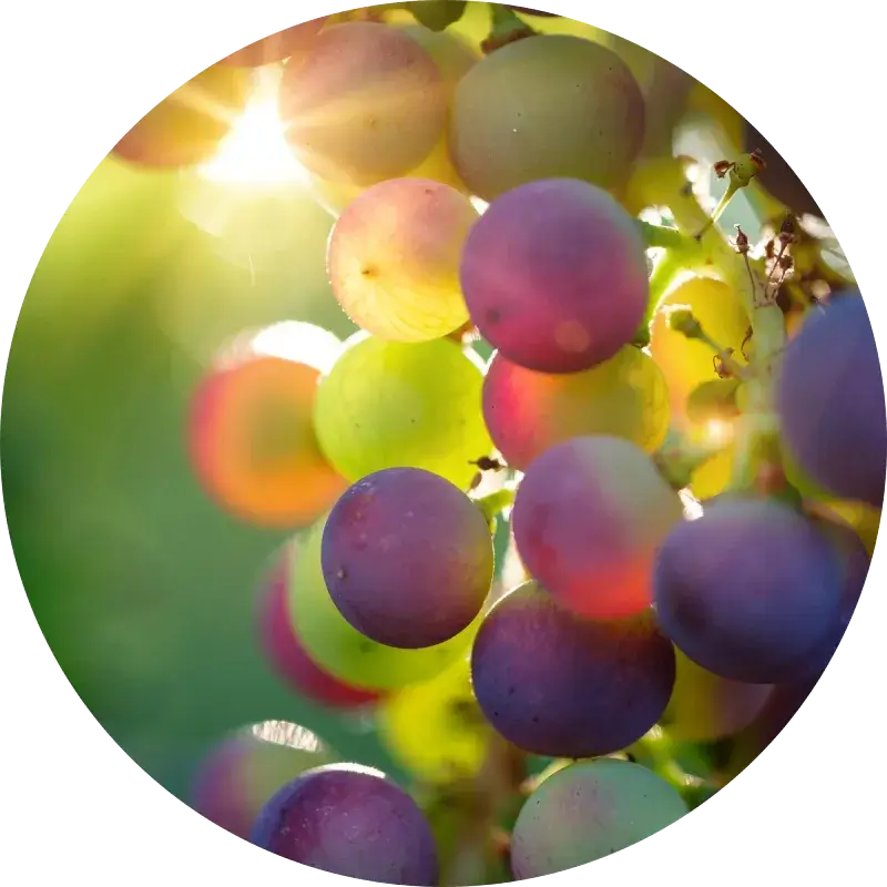Nutrition naturopathie fruits